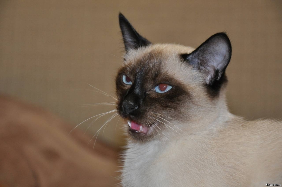 Коты с мышиными ушами