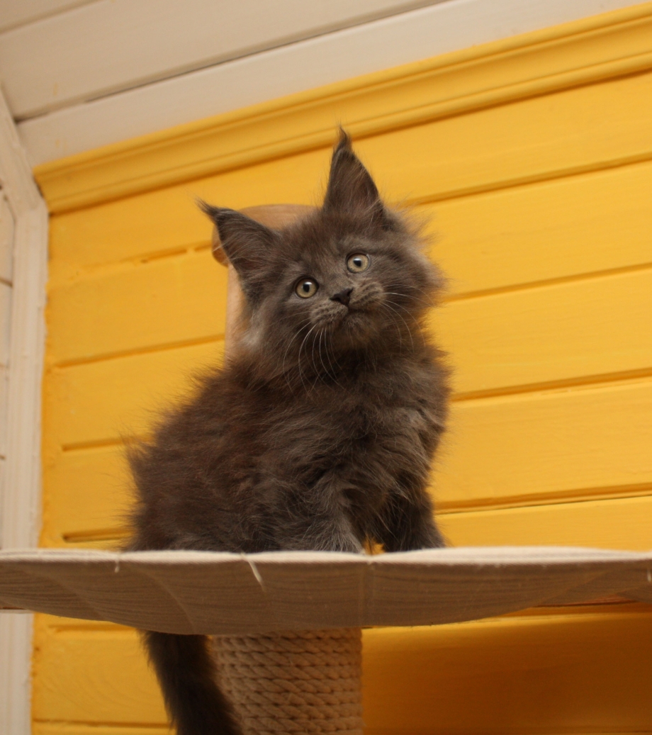 Male Maine Coon