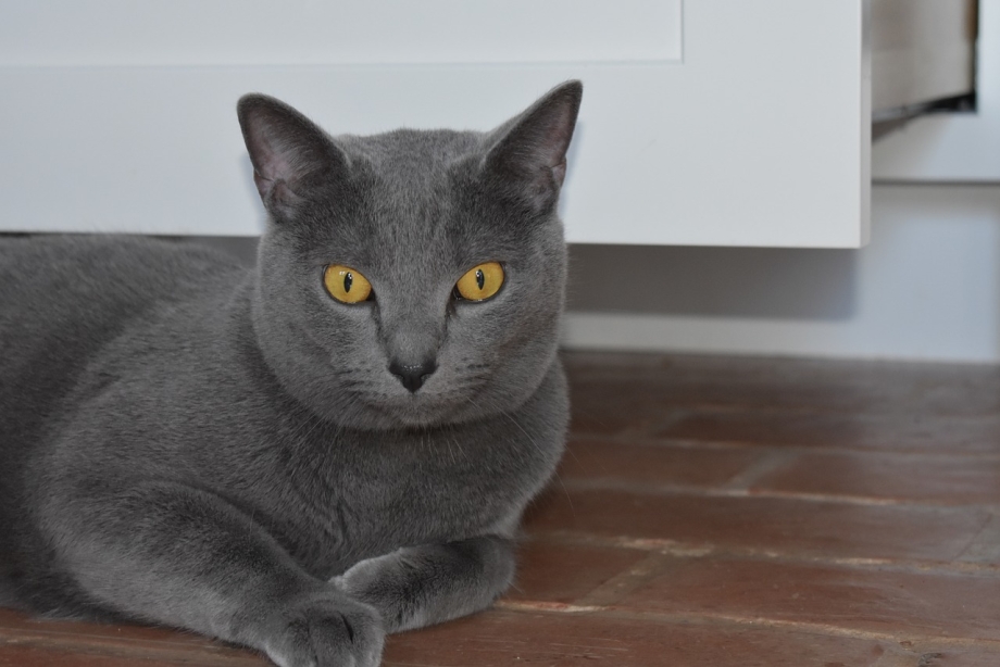 Голубой кот