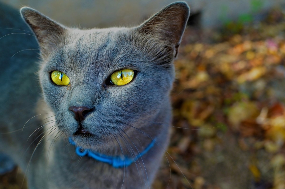 Русская голубая кошка