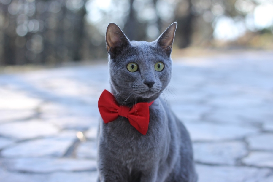 Синяя голубая кошка