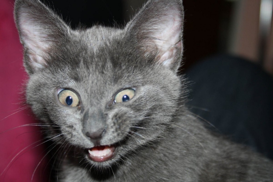 Синяя звезда коты Воите