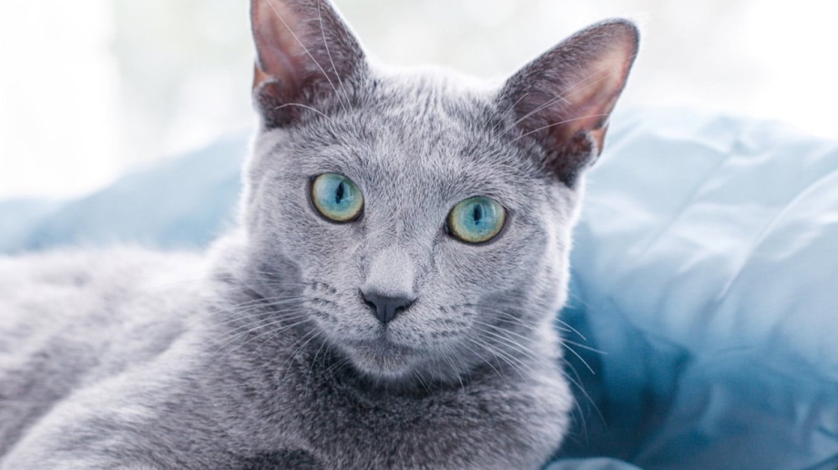 Русская голубая кошка