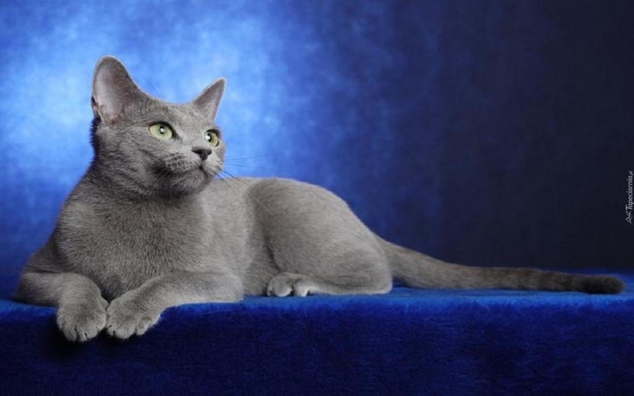 Русская голубая кошка котята