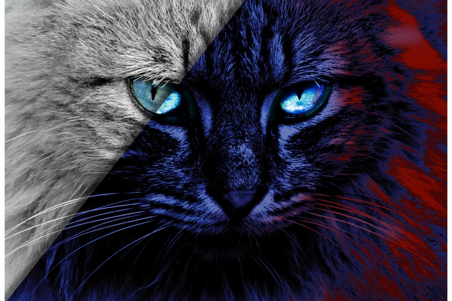 Коты синие арт
