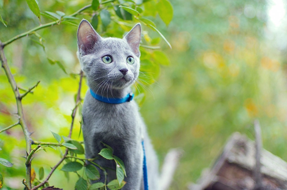 Blue Cat