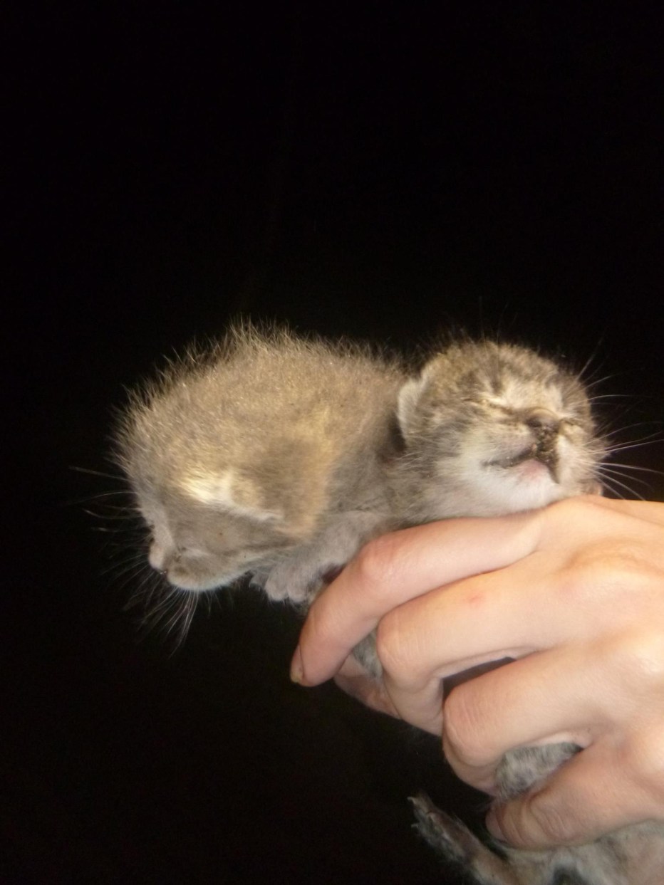 2х дневные котята