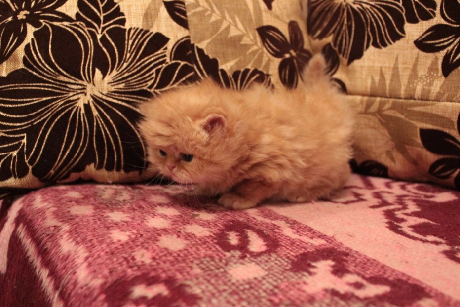 12 Дневные котята