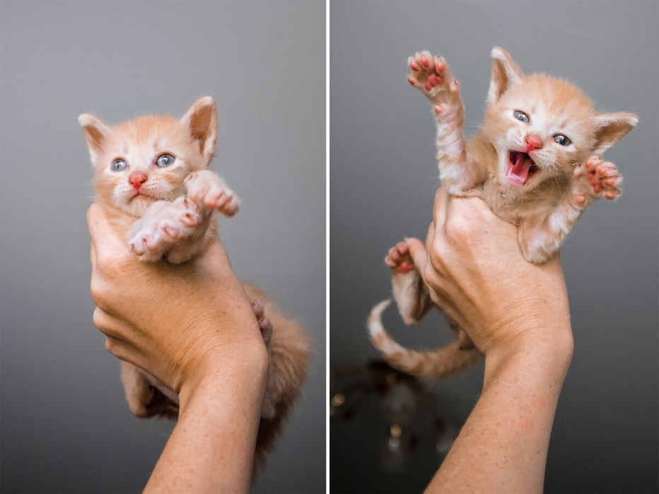 5 Дневный котенок