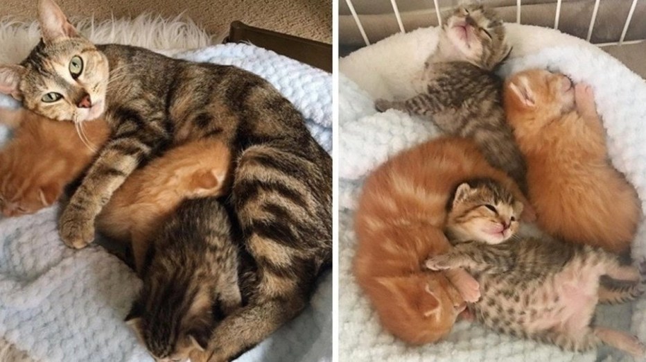5 Дневный котенок