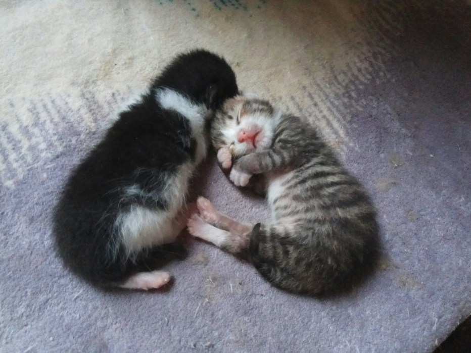 2 Дневные котята
