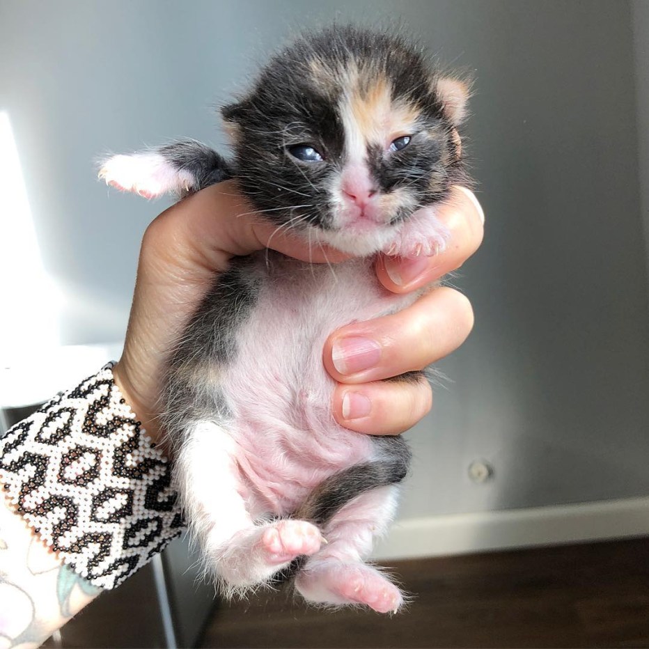 Новорожденный котенок
