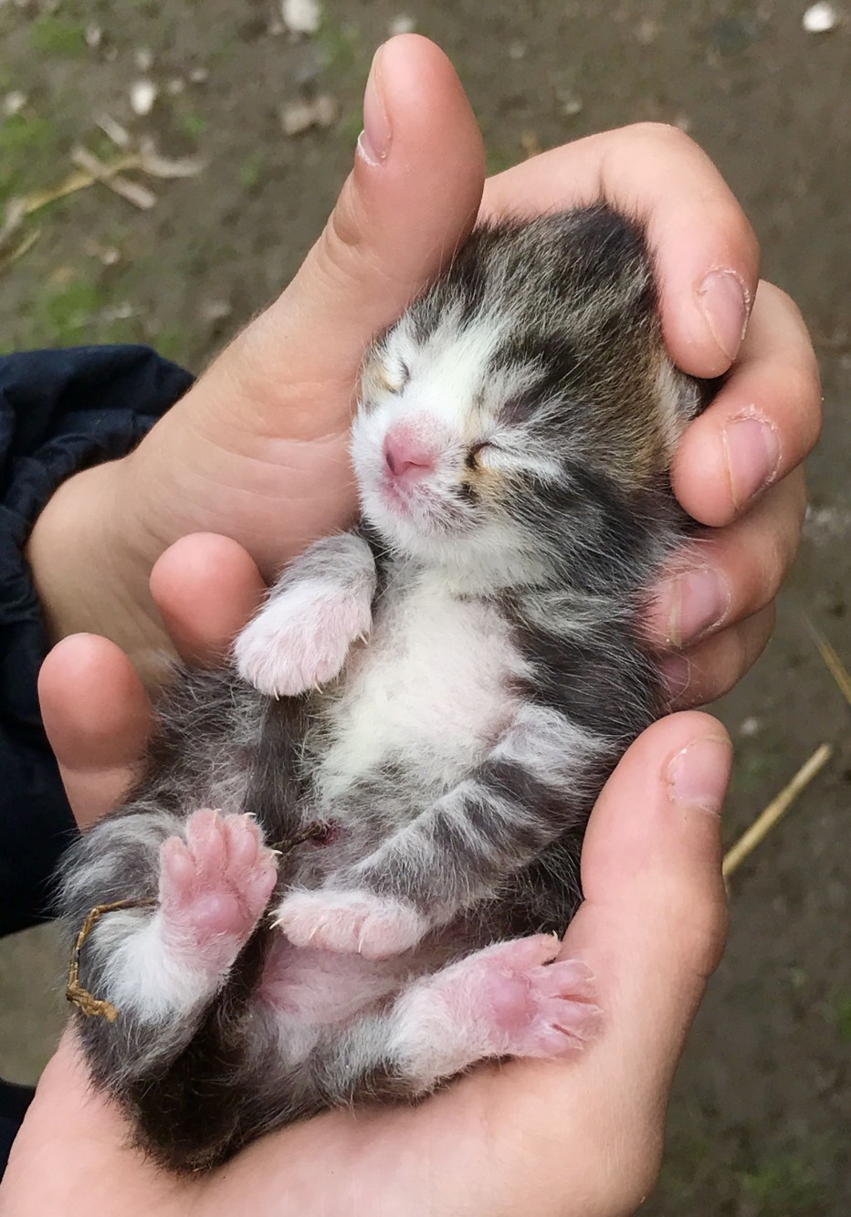 Кошка кормит котят