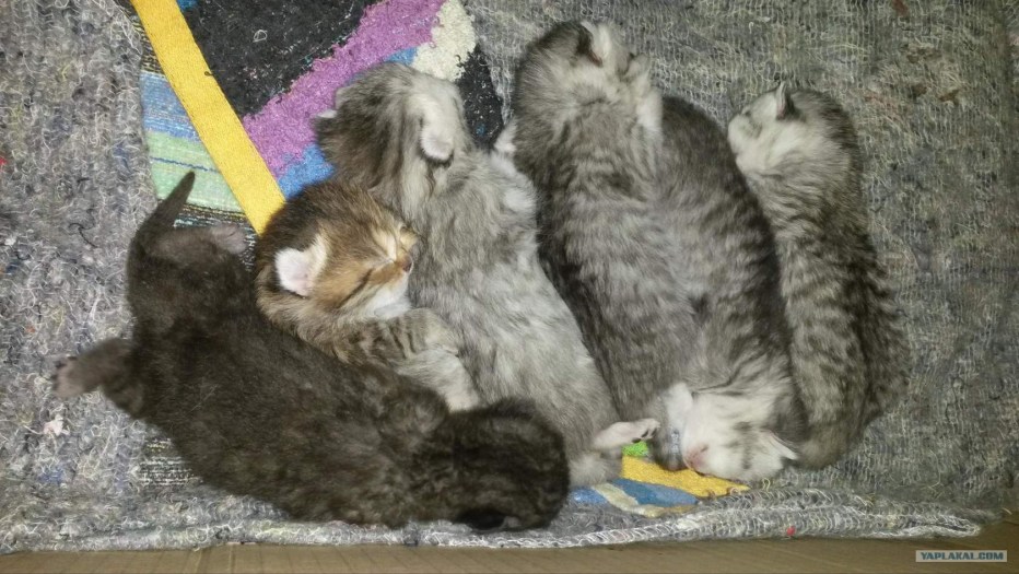 Милые Новорожденные котята