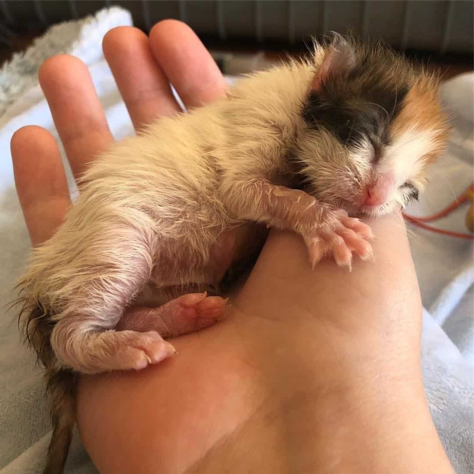 Новорожденный котенок