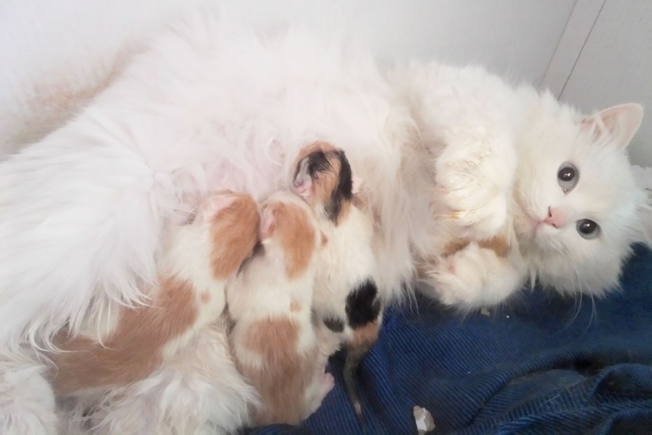 Маленькие котята 1 месяц