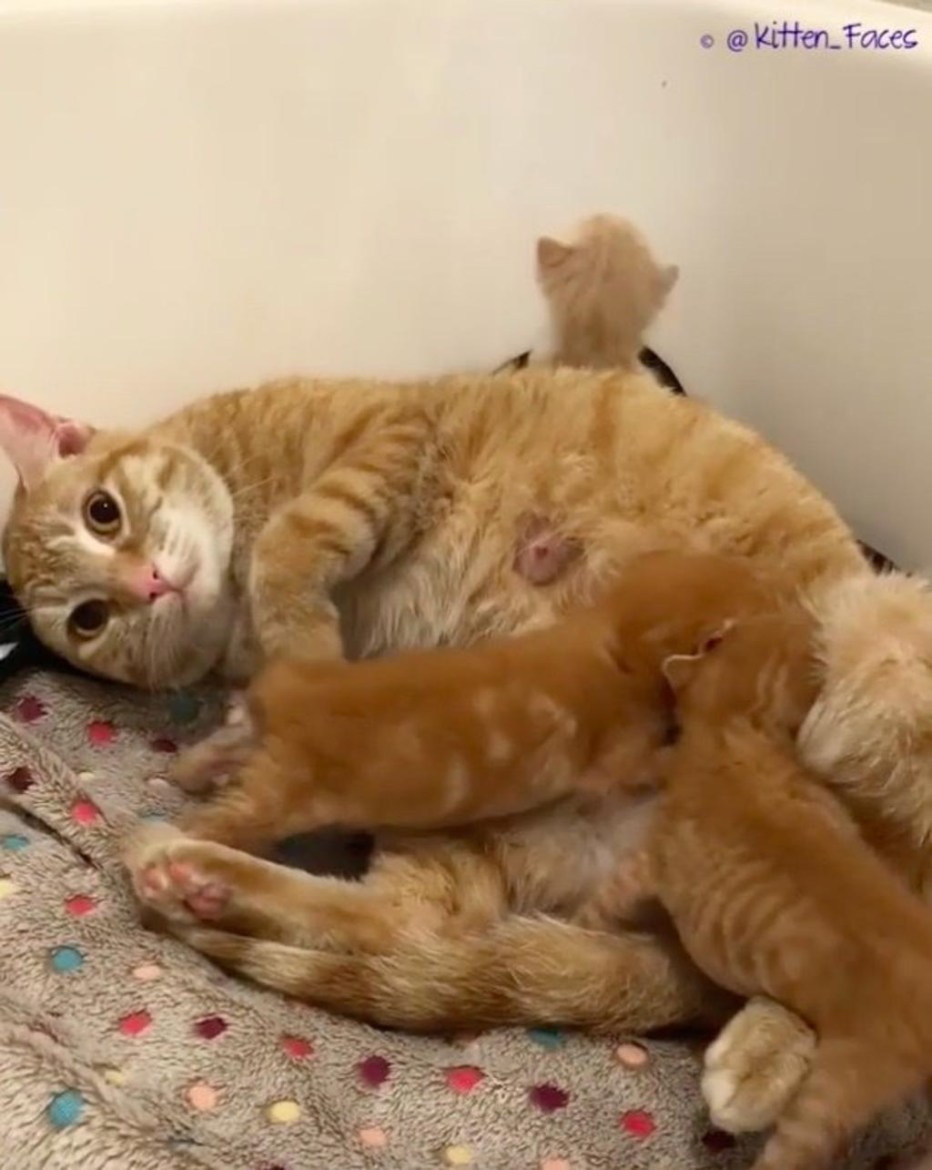 Новорожденные котята