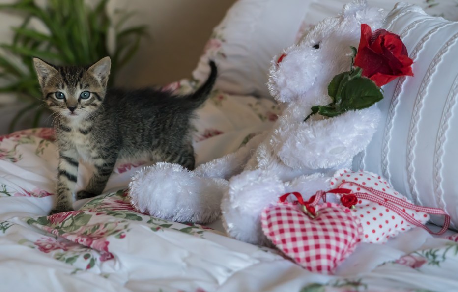 Котенок открыл глазки