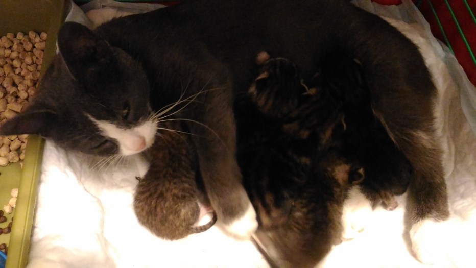 3х дневные котята
