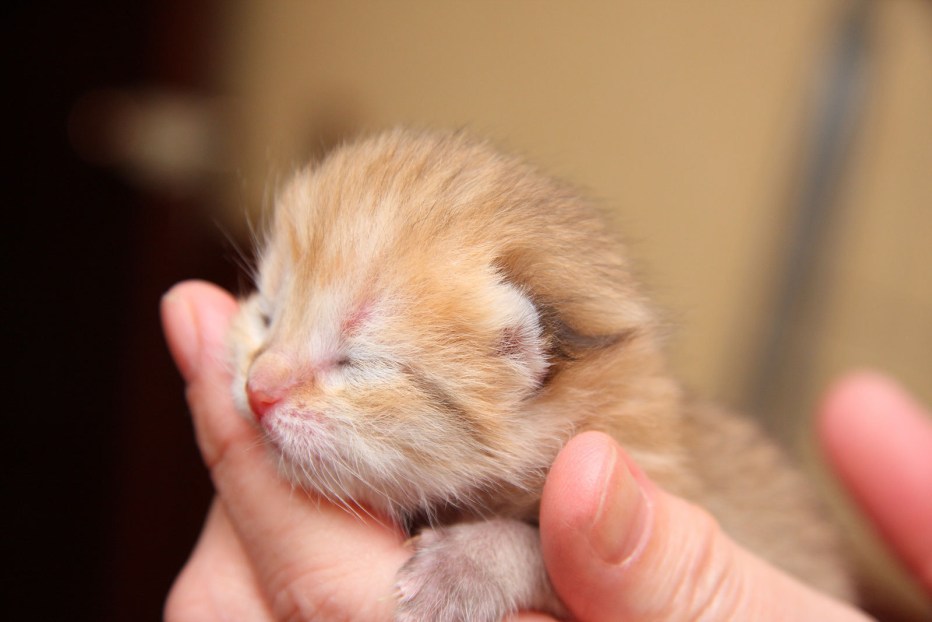 Маленьких котят