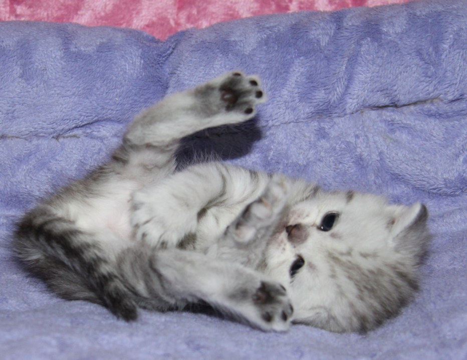 Новорождённые котята с кошкой