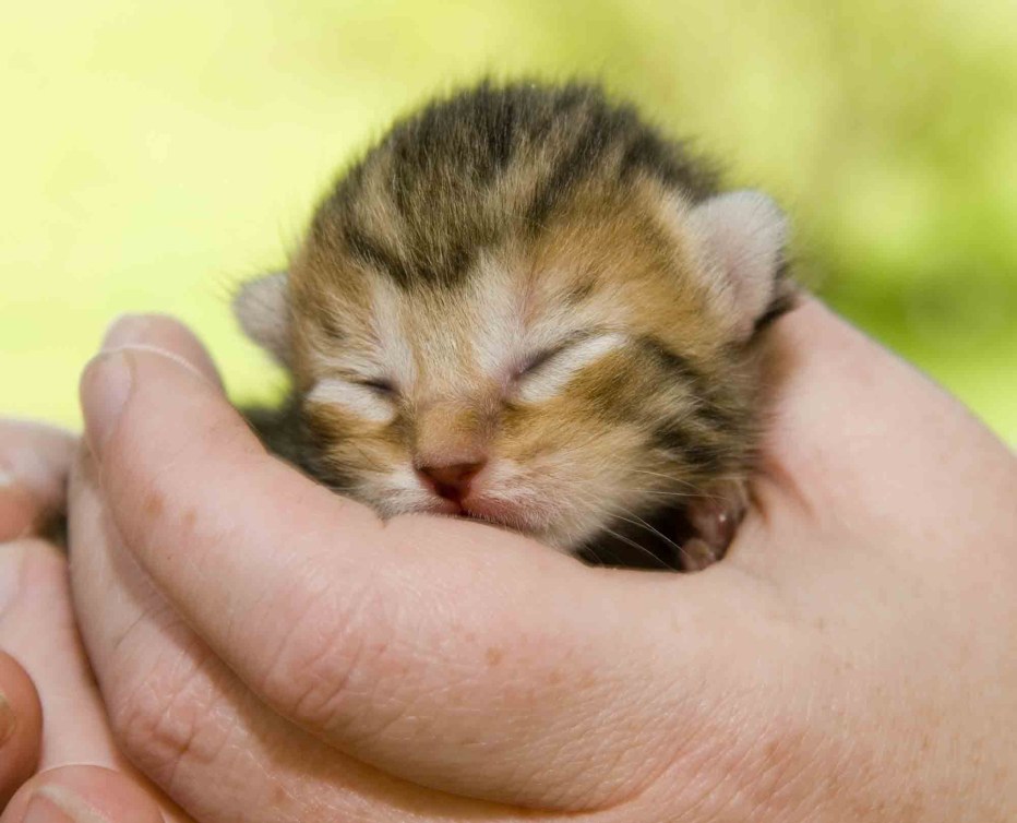 3 Недельный котенок