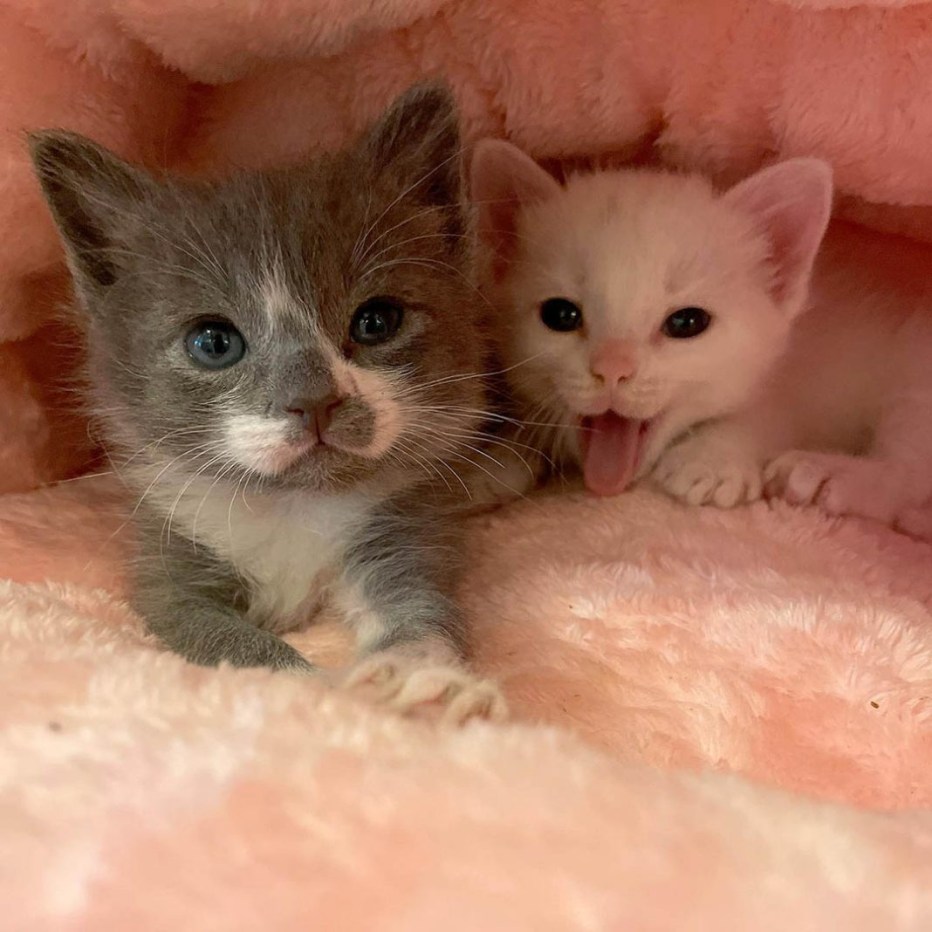 Кошка вскармоивает кота