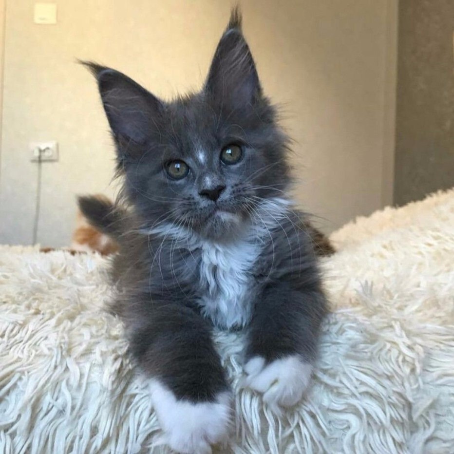 Котята метисы Мейн куна 500р