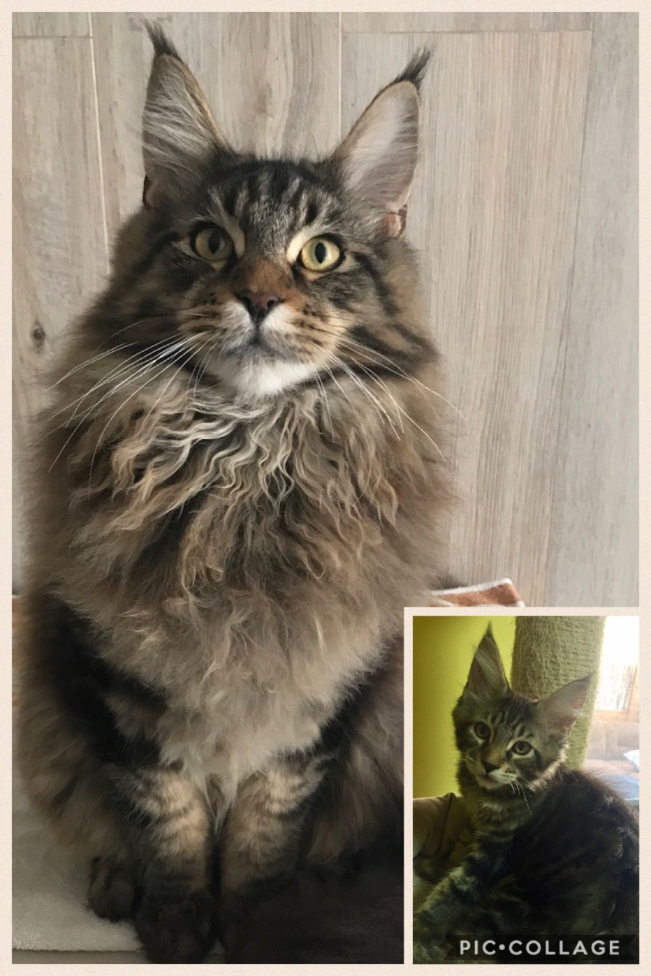 Котята Мейн кун помесь
