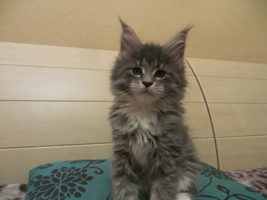 Норвежская Лесная кошка короткошерстная