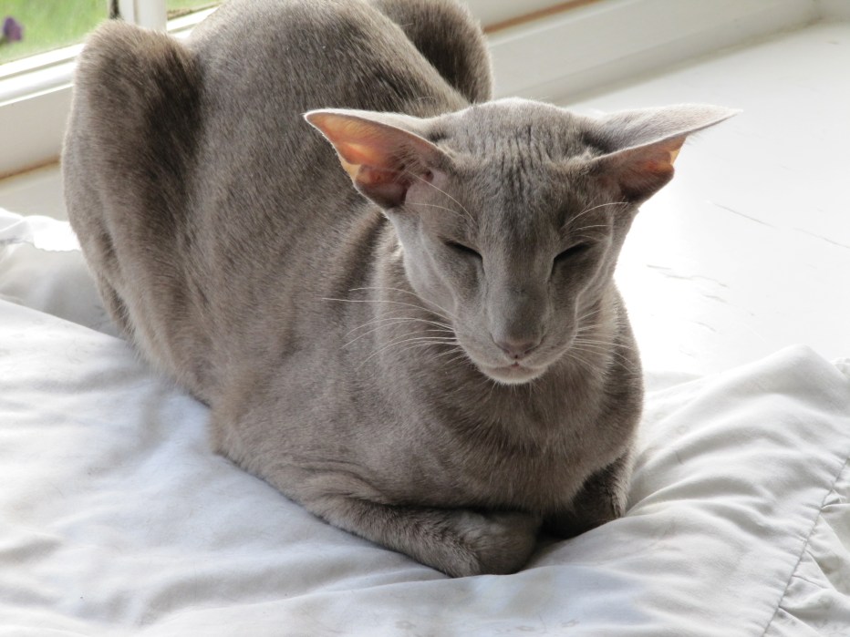 Вытянутая Кошачья морда