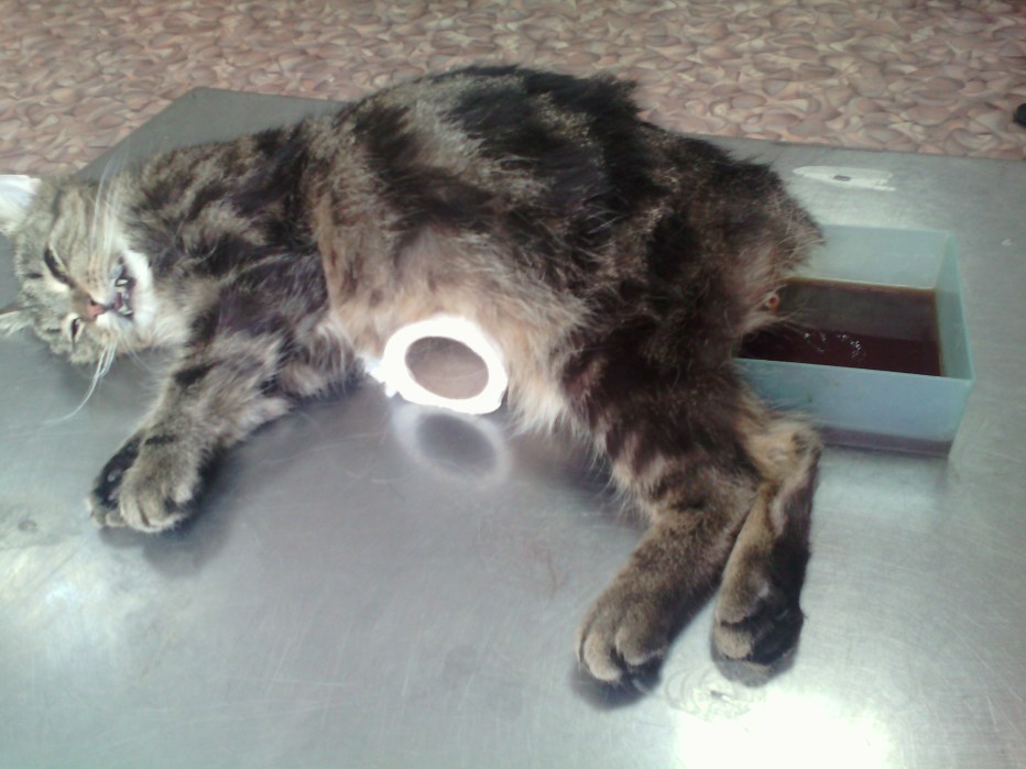 Котов