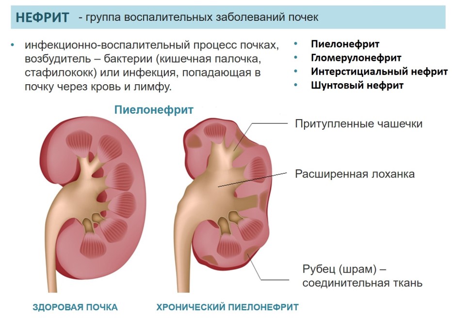Строение кота толстый кишечник
