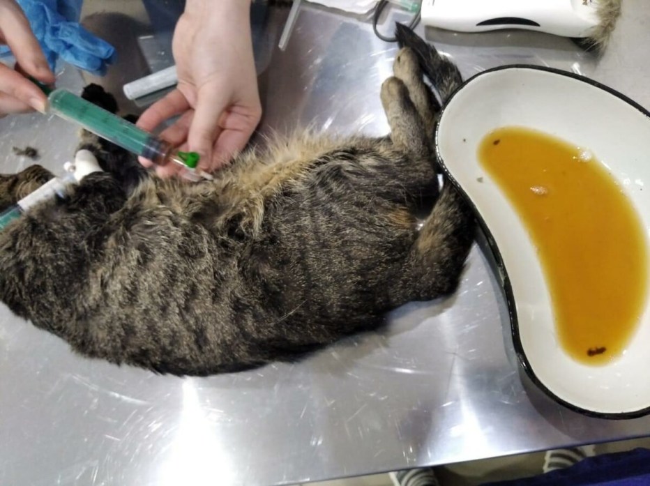 Кошка кошка кошка кошка