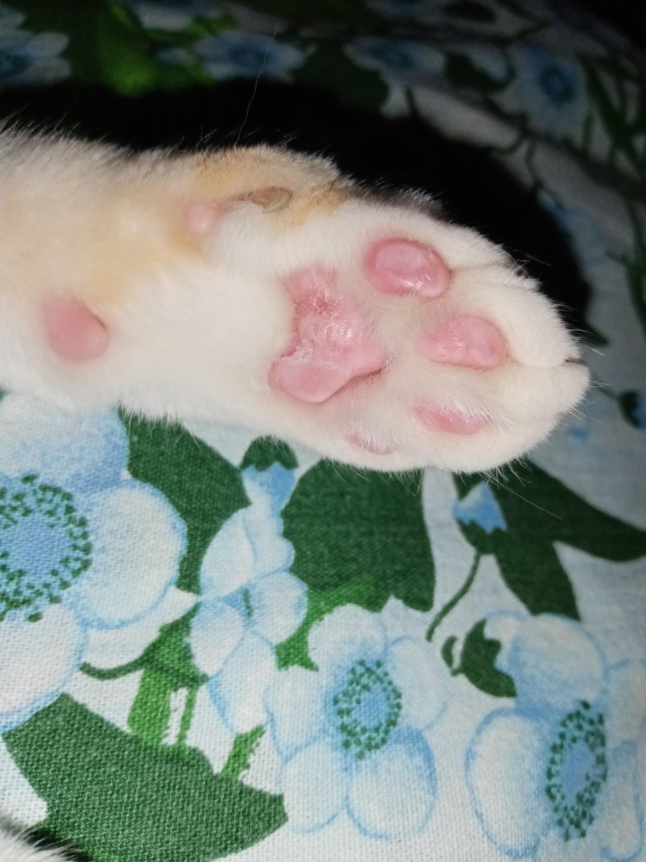 Инфекционный перитонит кошек (Feline Infectious peritonitis