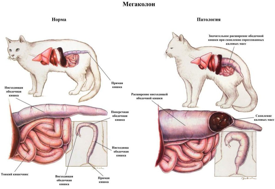 Мочекаменная болезнь у кошек лечение