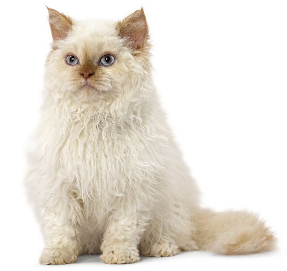 Кот Селкирк рекс