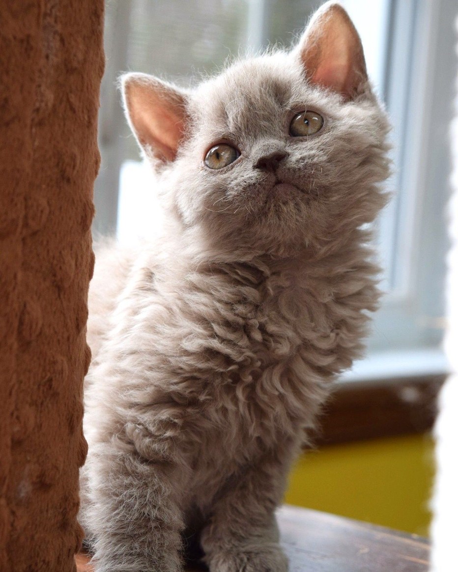 Кот Селкирк рекс