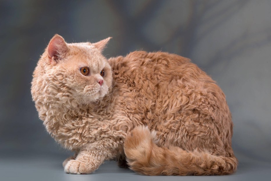 Кот Селкирк рекс