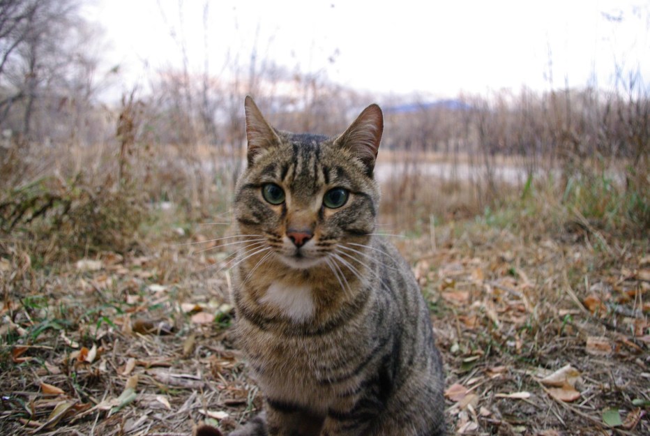 Коротко лапые коты Лэмкин