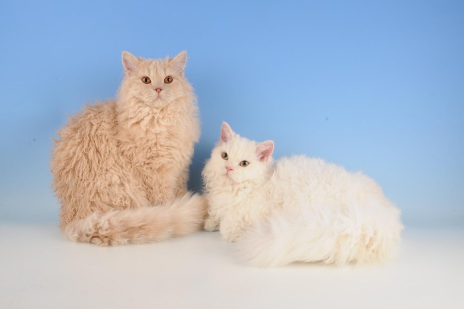 Богемский кот