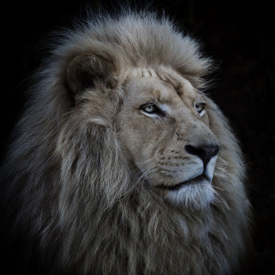 Красивый гордый Лев