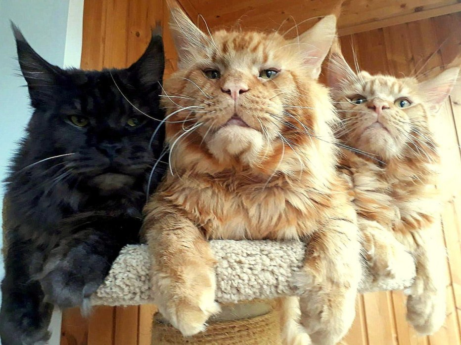 Коты Мейн кун гигантские