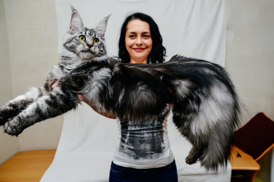 Мейн кун рыжий размер