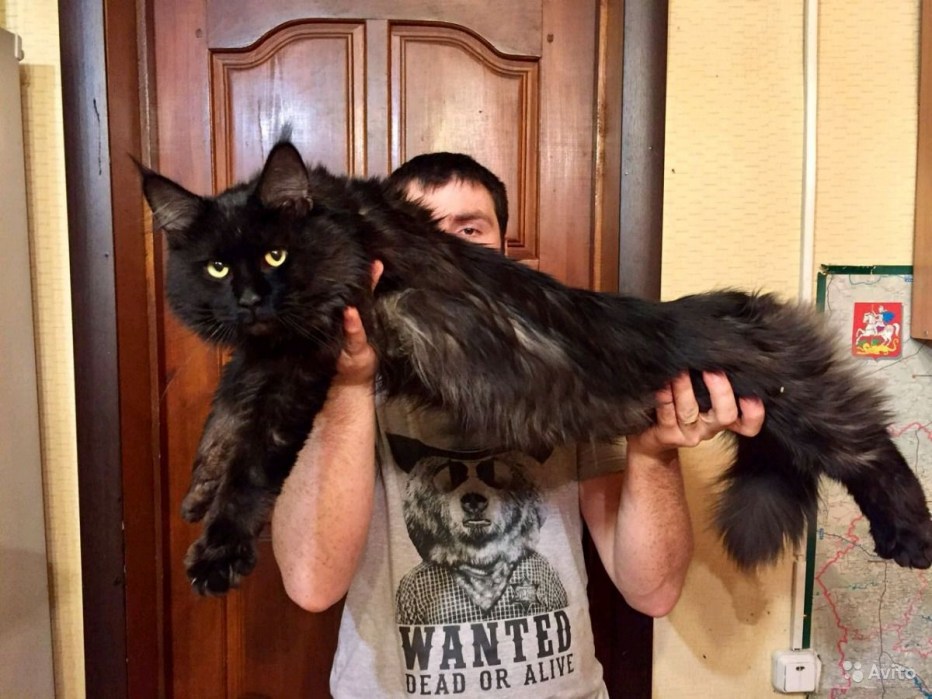 Гигантский кот Мейн кун