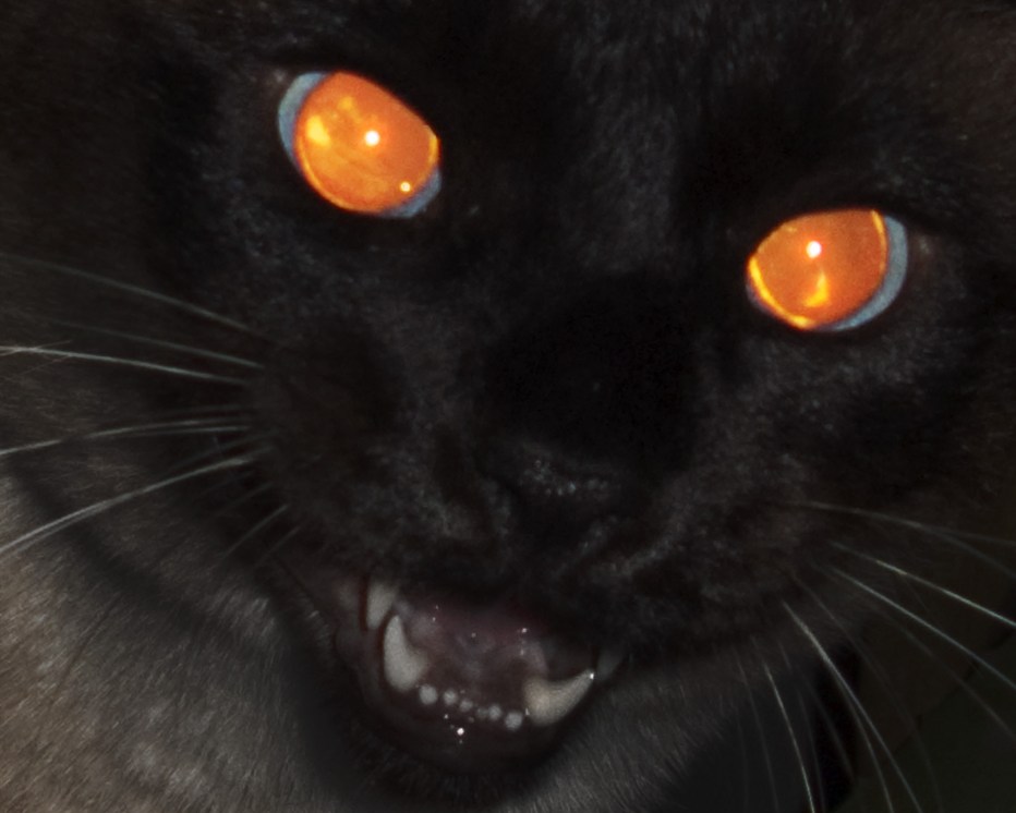 Кот со светящимися глазами