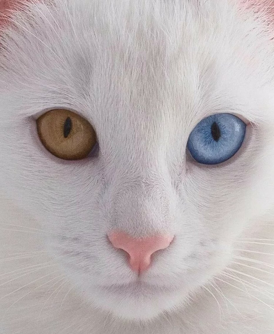Чёрный кот