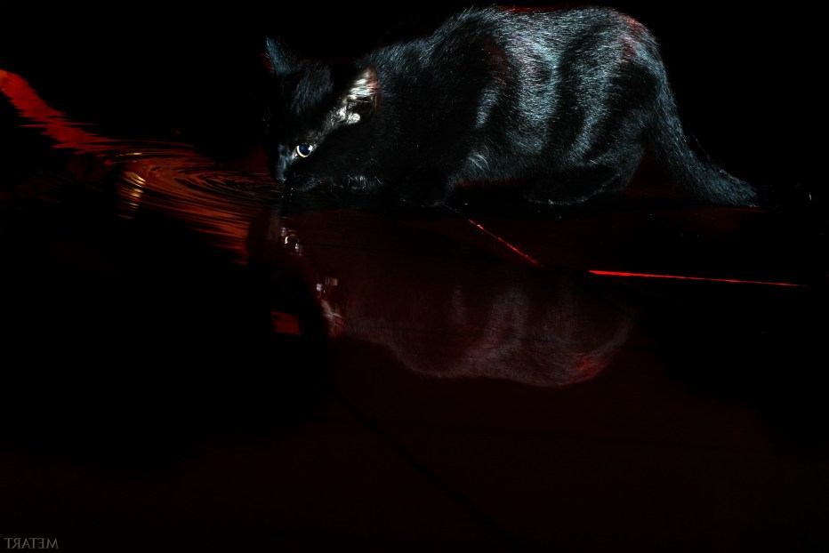 Коты-Воители. Длинные тени