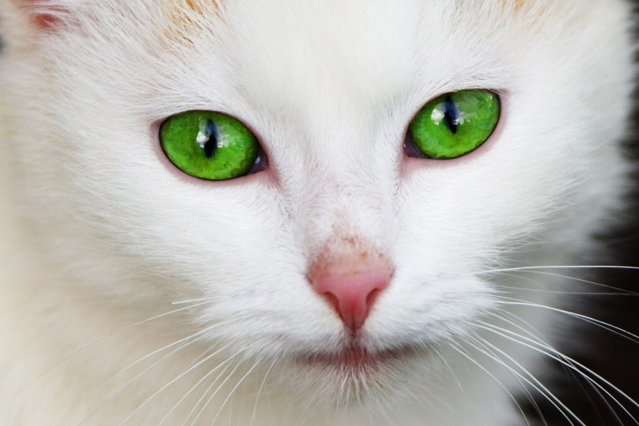 Коты со светящимися глазами
