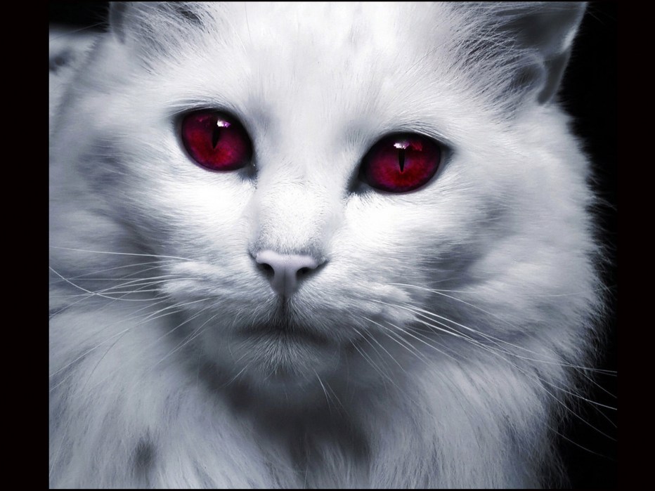 Белая кошка с красными глазами